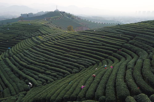 游戏茶园杭州美食拍照攻略,杭州茶园喝茶