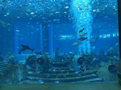 亚特兰蒂斯水族馆,亚特兰蒂斯水族馆老人免票吗