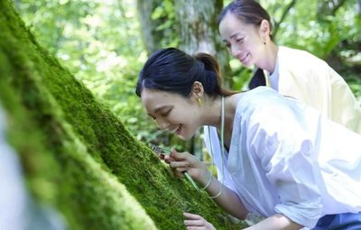 日本青苔在哪购买攻略游戏,日本苔草怎么养