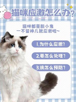 新手养猫攻略游戏推荐免费,新手铲屎官必看10条入门级养猫指南